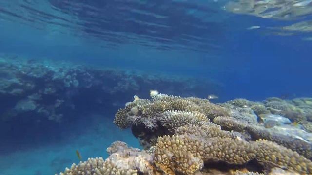 Sohal Surgeonfish - Red Sea October 2017