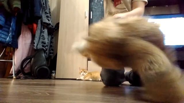 Бой Русик vs белка,леопард,тигр,Гаврила,гигант тигр