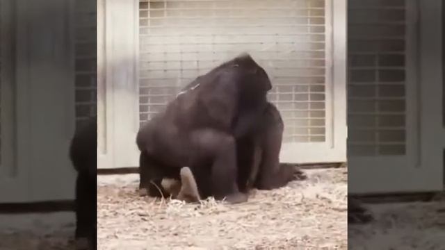 Ape mating