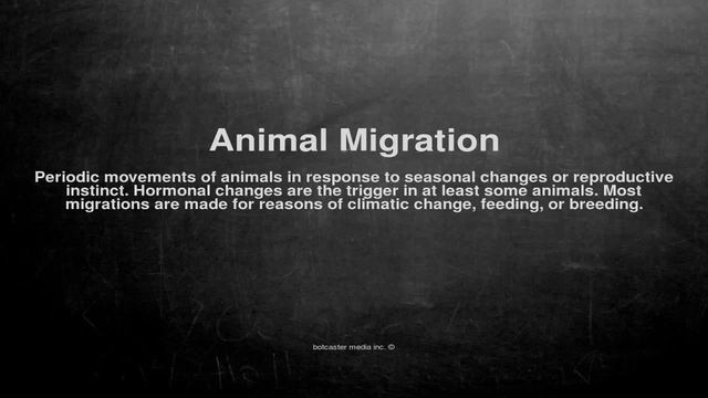 Medical vocabulary: What does Animal Migration mean