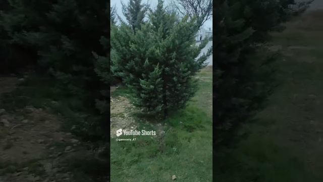 Нашёл опушку с разными формами арезонкского кипариса #сад #дача #garden