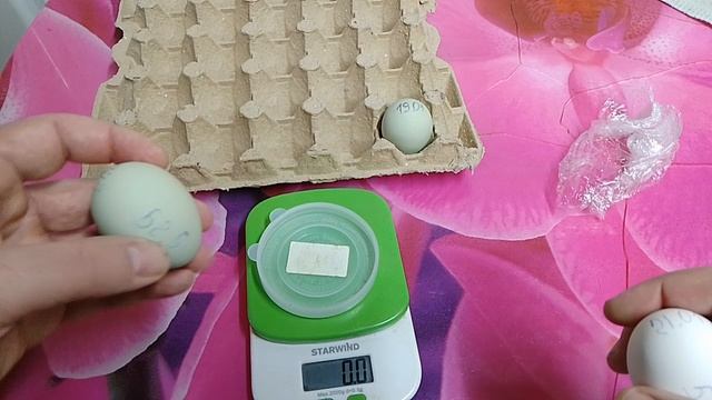 1 февраля, заложил куриные яйца на инкубацию