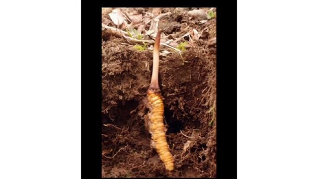 യാർസെ ഗുംബാഹിമാലയൻ വയാഗ്ര | Yarsagumba fungus | Himalayan Viagra | Natural Viagra