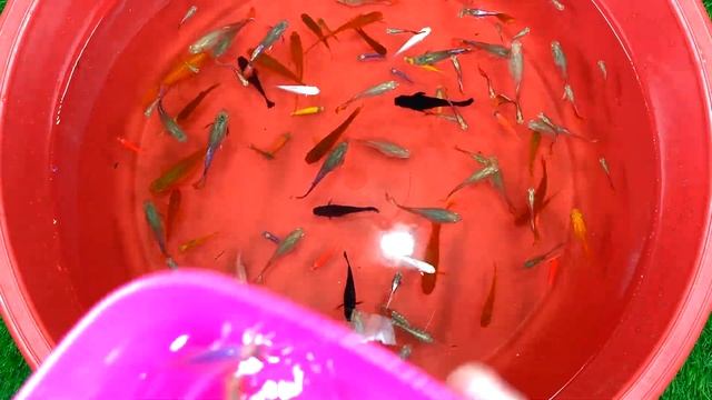 Koifish Angel Fish Barb Betta Cichlid Carp Fish Guppy Koi Ping Pong Pearlscale Animals Video