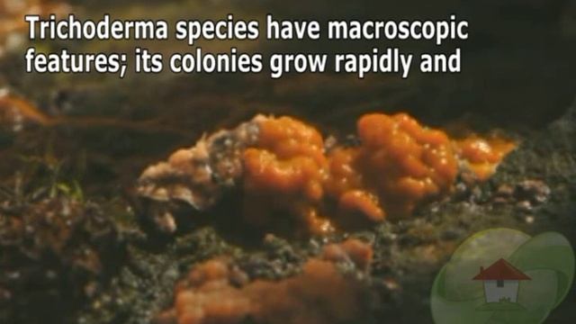 Trichoderma species