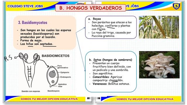 REINO PROTISTA II