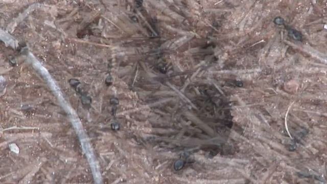 The Secret Lives Of Harvester Ants Revealed