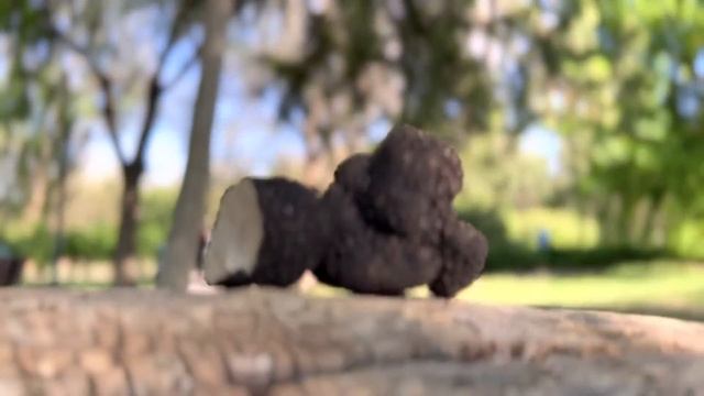 Truffle / Էկո տրյուֆել#truffle #трюфель #tartufo #italy #Տրյուֆել #սունկ