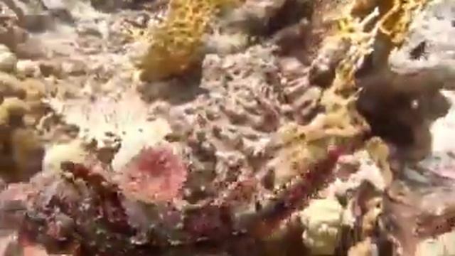 scorpionfish
