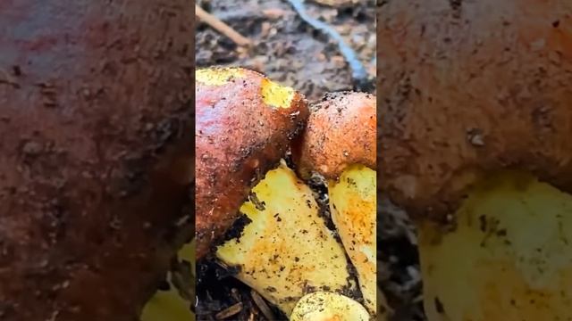 Боровик придаточковый (Butyriboletus appendiculatus) short #shorts