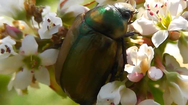 Ogrodnica niszczylistka / Garden Chafer (Phyllopertha horticola)