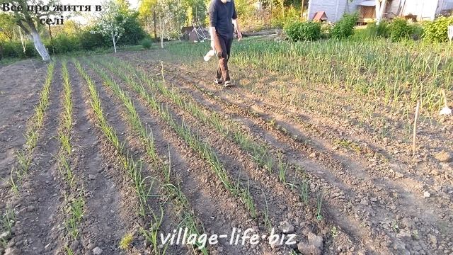 🌱🌿💪Вирощуємо суперовочі на городі: Розкриваємо потужність "Триходерміну" для овочевих грядок!