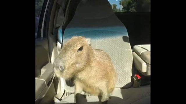 Ok I pull up capybara