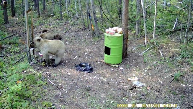 Медведи на приваде. Bears on the bait.