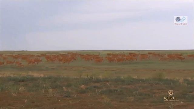 Сайгак