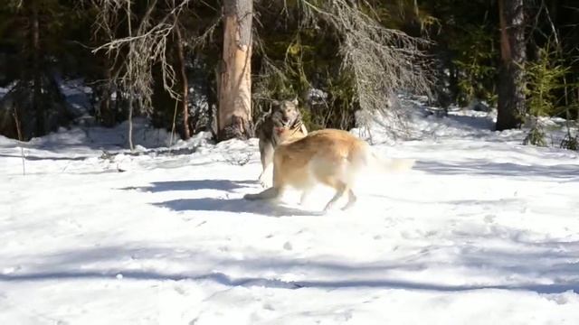 Чар и Гучи, позитив))
