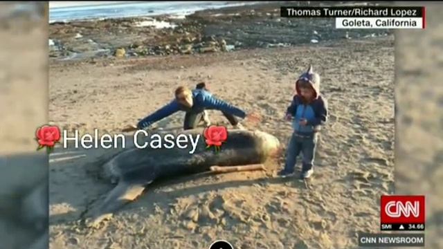 A huge, strange-looking fish washed up on a California beach. Scientists say it's a first 😲