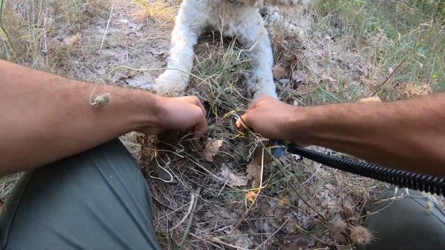 Truffle Hunters/Ricerca del Tartufo