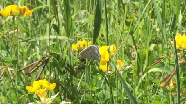 イカルスウスルリシジミ / Polyommatus icarus (Common Blue)　スイス・テッシュ Tasch　2017/07/06 Butterfly of Swiss