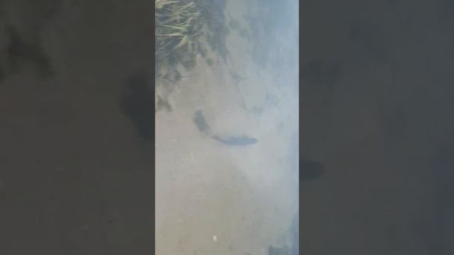 Зарыбление карьера щукой.