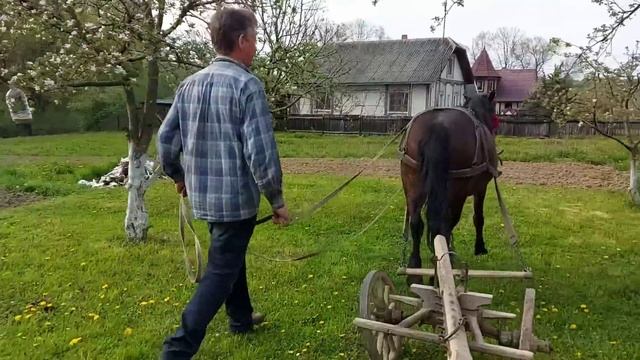 Гарна гуцулка👍 кобила Галя👌