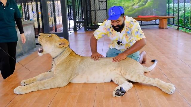 സിംഹക്കുട്ടിയെ നാട്ടിലേക്ക് കൊണ്ടുവന്നാലോ | Lion Vs Crocodile Real Experience In Thailand | M4 Tech