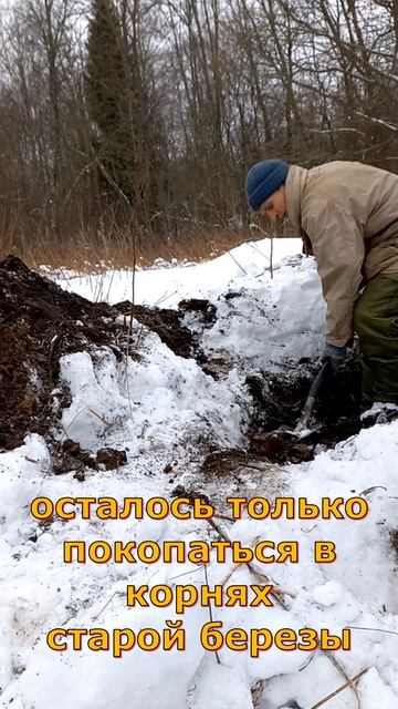 чешуя под старой берёзой