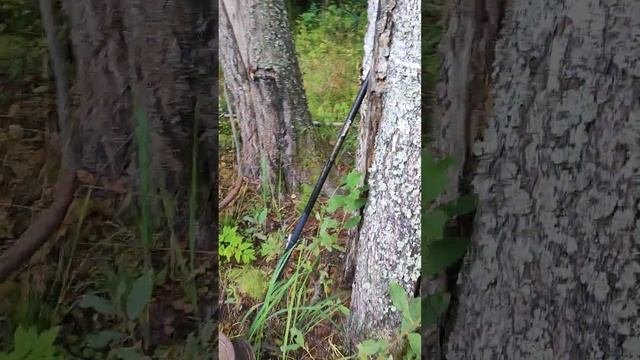 грибы в конце лета