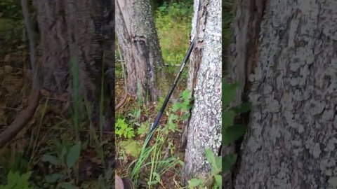 грибы в конце лета