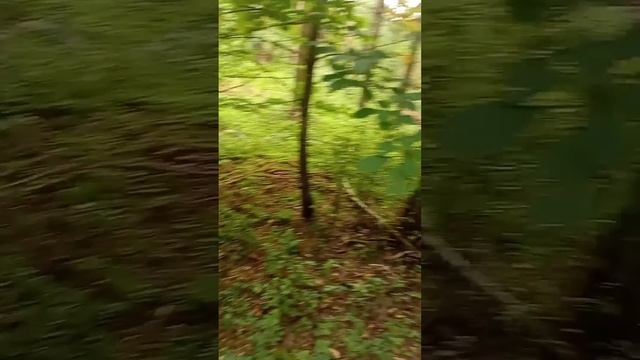 поездка по грибы 🌲🍂🍄🙂