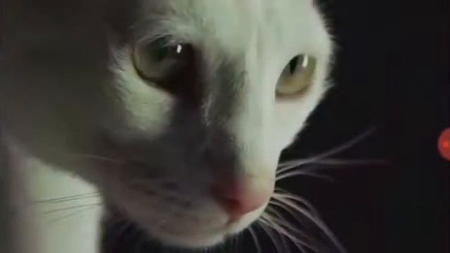 Meow Mix- коты поют и зажигают