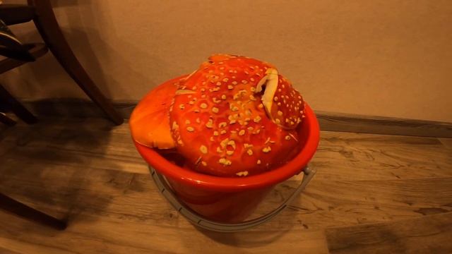 Видео 1. Последний день лета в лесу с Мухоморами