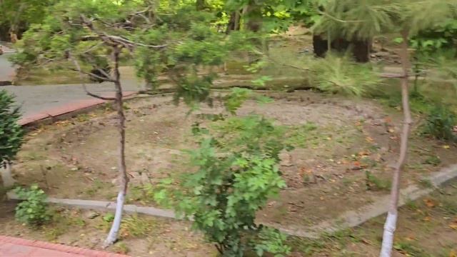 Чинары больше 1000 лет, Ургут, Узбекистан