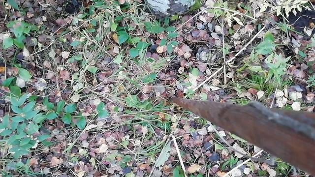 Сибирь, поехали за Барсуком и встретили грибную поляну, и ещё кое что 🦝