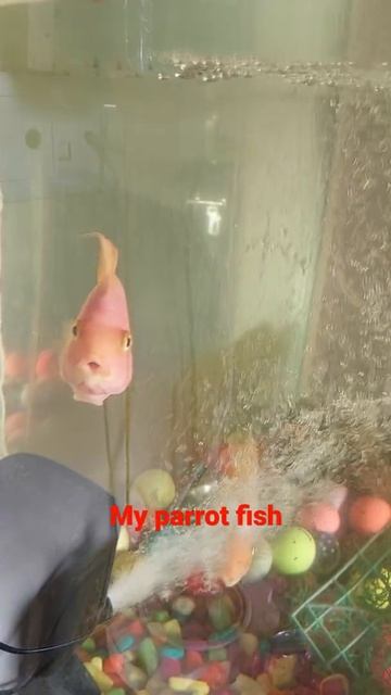 #parrotfish #hybrid #colourfish #flowerhornfamily #aquarium #sam