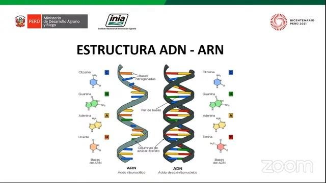 Protocolo Para La Identificación De Las Plagas Y Enfermedades Del Algarrobo Y Algodón