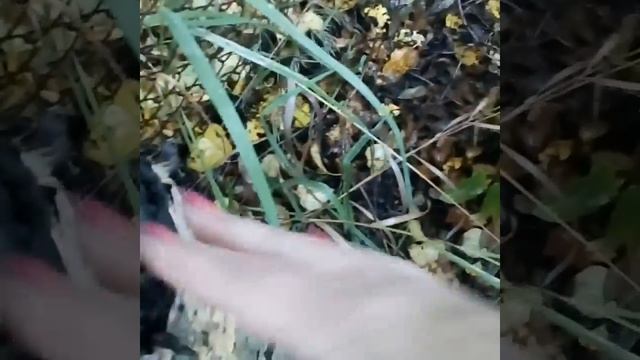 Грибы на пнях осенью в огороде