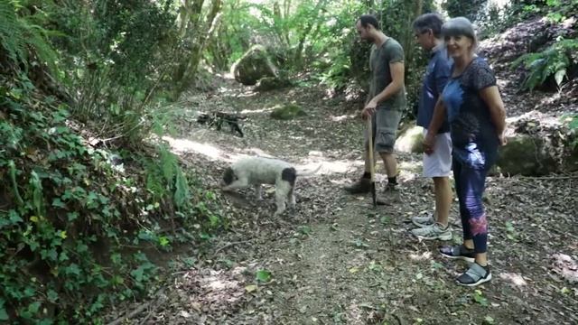 Truffle Hunt with Matteo