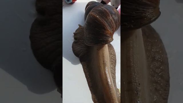 Ахатина моя Гришка 🥰