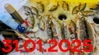 Поставил 8 жерлиц,поймал 6 щук.Рыбалка в Екатеринбурге 31.01.2025.