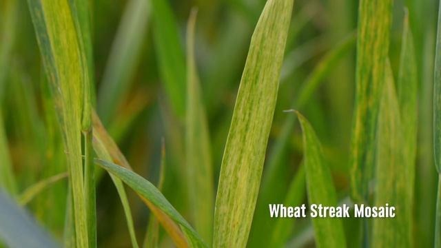 Wheat Diseases - Stephen Wegulo - June 15, 2018