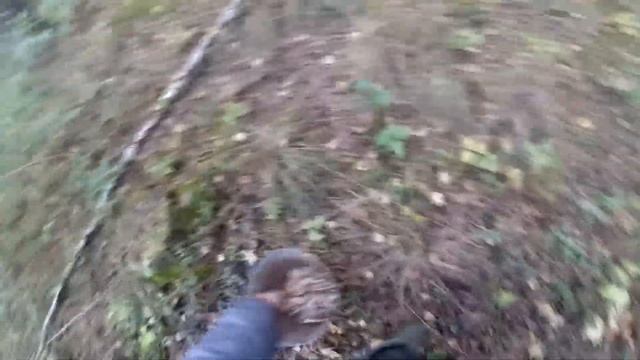 ЗА ГРИБАМИ, ОПЯТА  ЧАСТЬ 1