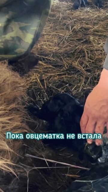 Роды овцы-первокотки: как помочь