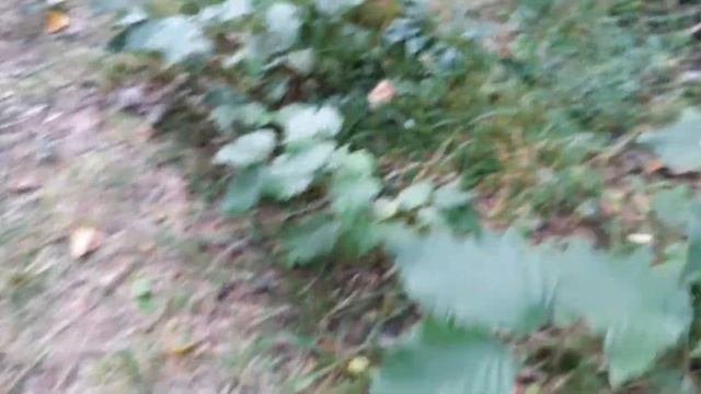 Грибы