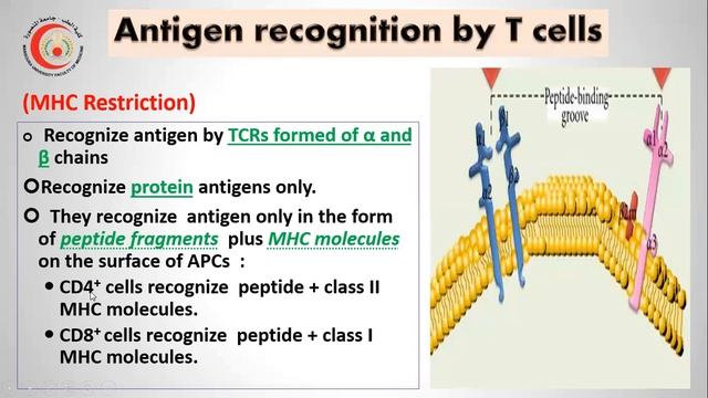 THE IMMUNE SYSTEM CELLS (PART II) Arabic language