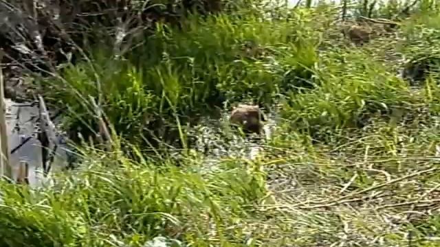 Водная крыска, ондатрёнок, ни хрена не боится рыбаков