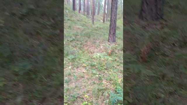 сказочная уральская тайга. Челябинск Пасхаля Вивария от 27.08.2023