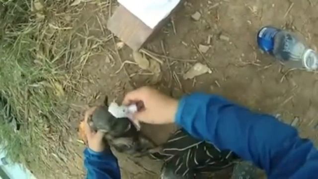 How do they save lives a baby dog