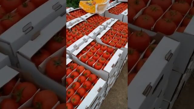 тепличный бизнес