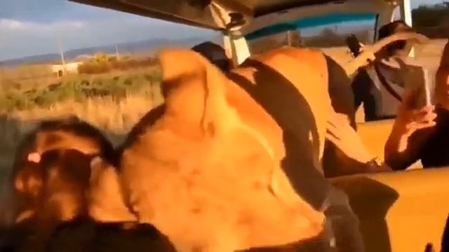 В Крыму есть парк львов и там живёт одна очень дружелюбная львица
